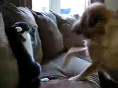 猫パンチｖｓ犬パンチ 動画 らばq