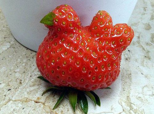 おいしいのかな 変わった形をした 野菜 果物 の写真いろいろ らばq