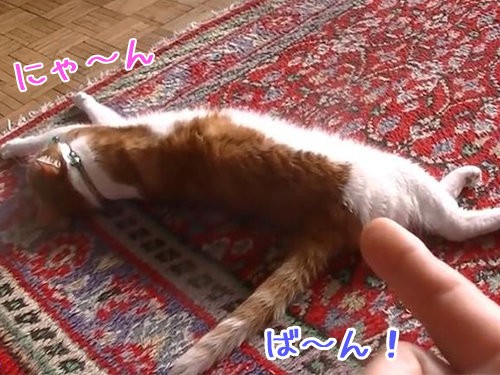 猫を何度も銃で撃つマネをしてみたら 演技力高すぎ 動画 らばq