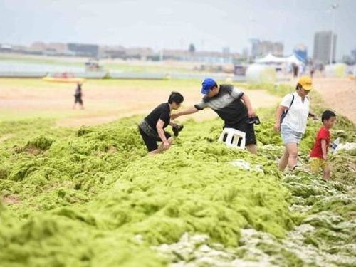 中国のビーチにアオサが大量発生 緑の海 で泳ぐ海水浴客たち らばq