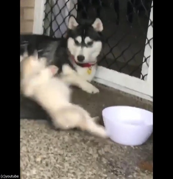 ハスキー犬史上 最高にドジっ子 動画 らばq