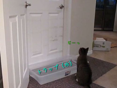 猫がドアを器用に開けるのでトラップを用意してみた 結果はまさかの 動画 らばq