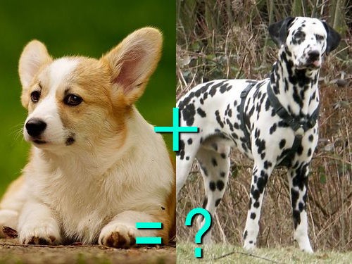 遺伝子すごい 別種の犬をかけあわせたミックス犬 両親と比べた写真21組 らばq