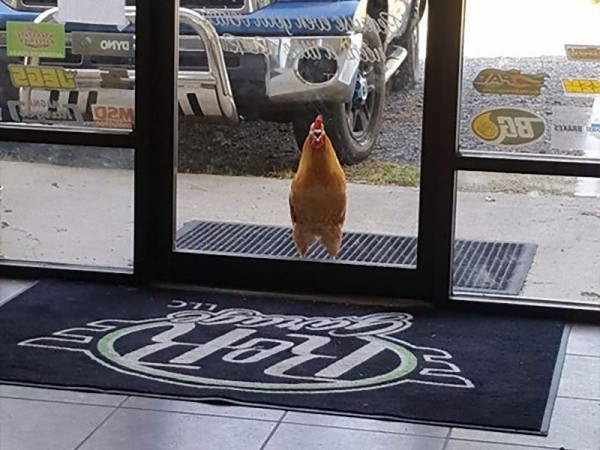 アメリカの自動車工場を訪れるニワトリ 従業員として採用される らばq