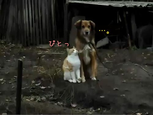 こんなラブラブ見たことない 猫と犬がぴとっと寄り添う 動画 らばq