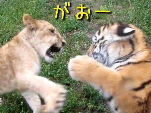が がおー 虎とライオンの赤ちゃんが対決 動画 らばq