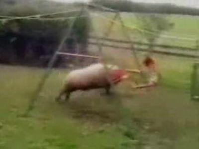 猛牛のように強烈な頭突きをくらわせる羊 動画 らばq