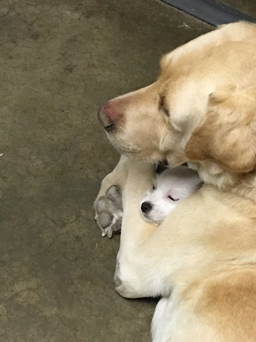 新しく子犬を飼うので心配したけど うちの犬のとった行動に安心した 実の親子のようなことになった写真 らばq