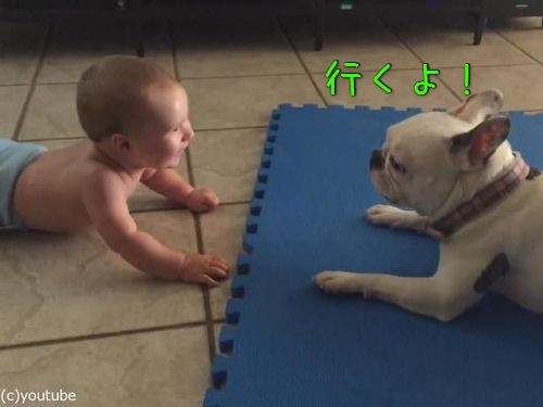 赤ちゃんをあやす犬 さあ坊や 一流のエンターテイメントを見せてあげよう 動画 らばq
