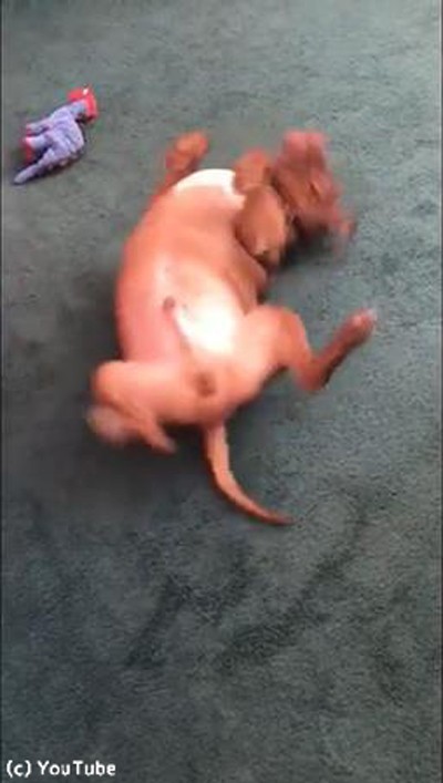 犬 背中がかゆい こんな行動に出る 動画 らばq 犬 背中がかゆい こんな行動に出る 動画 らばq