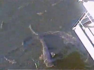 チェルノブイリの川を泳ぐ3 4メートルの巨大な魚 動画 らばq