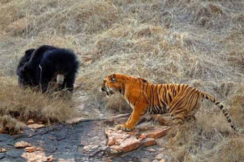 勝者はどっち 子連れのクマと虎のめったにない対決 らばq