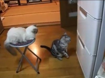 この猫2本足で立ってる 冷蔵庫の前で必死のお祈りダンス 動画 らばq