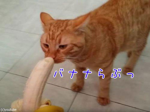 こんなにもバナナを愛する猫がいるなんて 思わなかった 動画 らばq