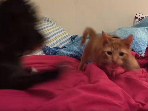 うわっ 猫が飛びかかってきた と思ったら犬が守ってくれた 動画 らばq