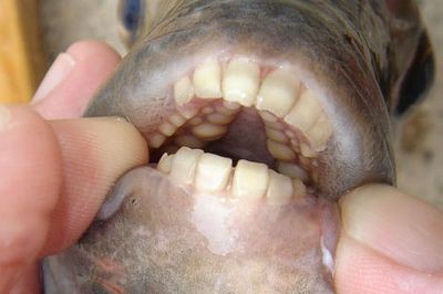 リアルすぎて怖い 人間のような歯を持つ魚 らばq リアルすぎて怖い 人間のような歯を持つ魚 らばq