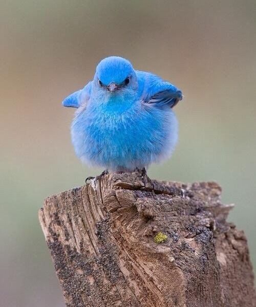 こんなかわいい鳥がこの世に存在するなんて マウンテン ブルー