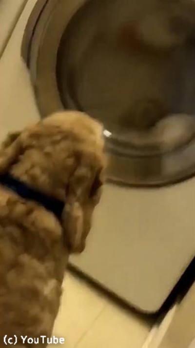 犬が洗濯機の前から動かない理由が かわいい 動画 らばq
