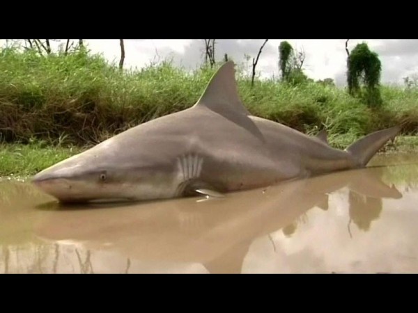 洪水が引いたら道路の真ん中に 人食いザメ がいた オーストラリア らばq