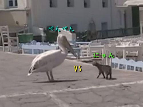 どんな結末が待ってるの 使徒ペリカンに猫型決戦兵器が挑む 動画 らばq