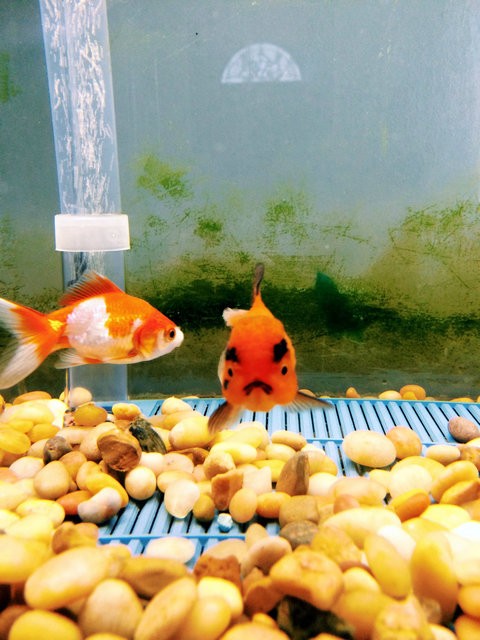 ちょっと見て 今日買ってきた金魚が アングリー金魚 だった 海外掲示板の人気者に らばq