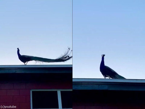 孔雀が屋根の上まで飛ぶ姿は 神々しいほど優雅 Nekodaisuki12のblog