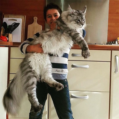 最大の猫 メインクーン がどれだけ大きいのか実感できる写真いろいろ らばq