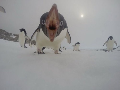 魚にとってペンギンが どれだけ恐いのかよくわかる写真 らばq
