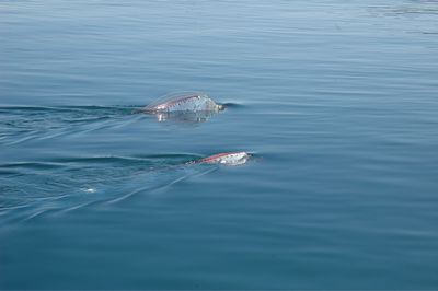 幻の魚 リュウグウノツカイ は数人で抱えるほど巨大 らばq