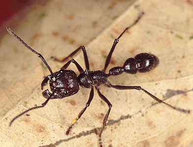 世界で最も危険な恐ろしい虫トップ５ 日本のあの虫も らばq