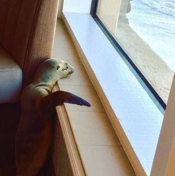 サンディエゴのレストランにかわいい 珍客 アシカの赤ちゃんが席に座っていた らばq