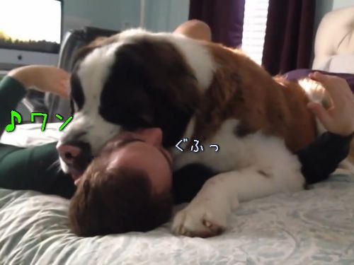 うちの犬が甘えてくるとちょっと いや かなり困る理由 動画 らばq