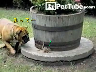 ほのぼの 心配 リスとブルドッグの不思議な追いかけっこ 動画 らばq