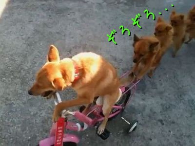 犬たちの電車ごっこがズルいほどかわいい 動画 らばq