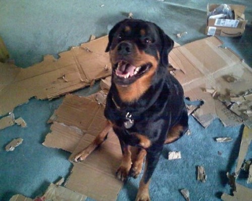 犬だってダンボール箱が好き 完全に自分のものと思っている写真13枚 らばq