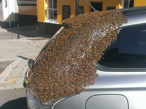 なぜか車が2万匹のハチに2日間も追われてるの 理由が判明する らばq