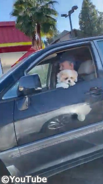 大好きなボールを肌身離さず持っていた犬 まさかの悲劇が 動画 らばq