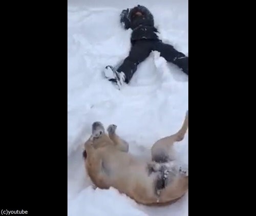 犬の横で雪に寝転がってみたら その動きはもしや 動画 らばq