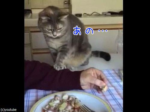 おねだり のしかたが丁寧な猫 動画 らばq