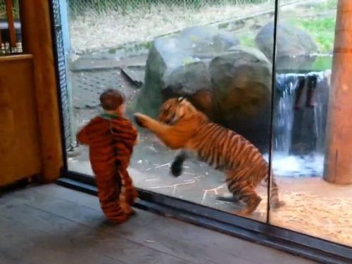 すごく楽しそう 虎の子供vs虎っぽい 子供が対決 動画 らばq