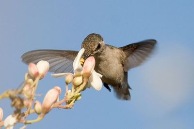 世界最小の鳥 マメハチドリ は鉛筆にとまるサイズ らばq