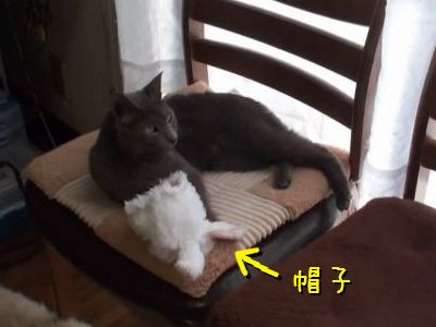 証拠映像にびっくり なんとコスプレが大好きな猫がいた 動画 らばq