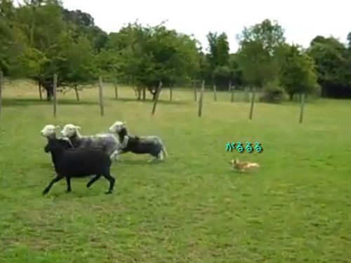 なんという高性能 牧羊犬として目覚めたチワワ 動画 らばq