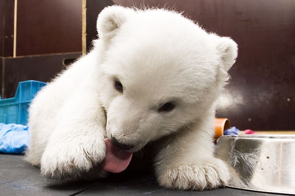 困ったな 白クマの赤ちゃんがかわいすぎるんだ らばq