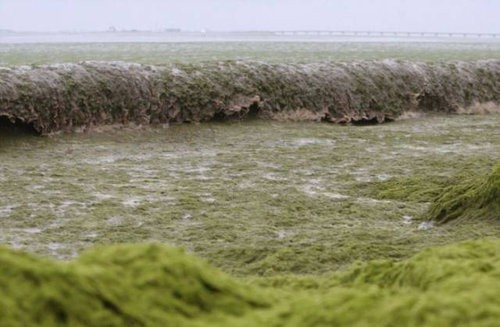 中国のビーチにアオサが大量発生 緑の海 で泳ぐ海水浴客たち らばq