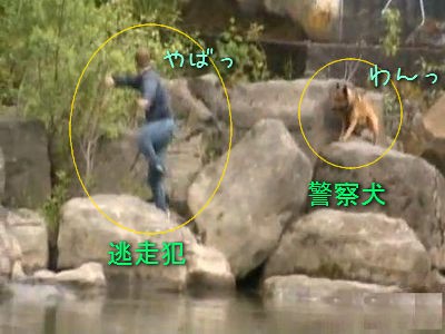 緊迫の一部始終 テレビの撮影の現場に なんと警察犬に追われた犯人が逃げてきた 動画 らばq