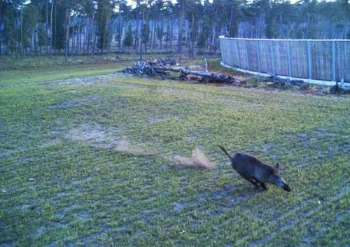 人間が渡ると罰金 ドイツで大掛かりな動物用の橋が建設 らばq