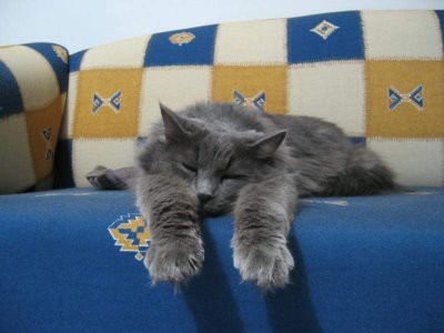 猫はランク外 睡眠時間の長い動物ベスト5 らばq