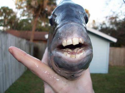 リアルすぎて怖い 人間のような歯を持つ魚 らばq リアルすぎて怖い 人間のような歯を持つ魚 らばq