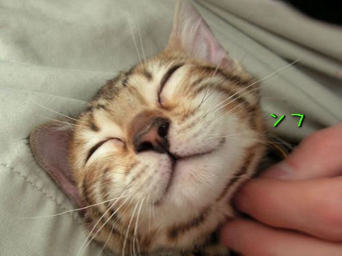 ああ癒される 動物たちのニコッとした笑顔の写真いろいろ らばq